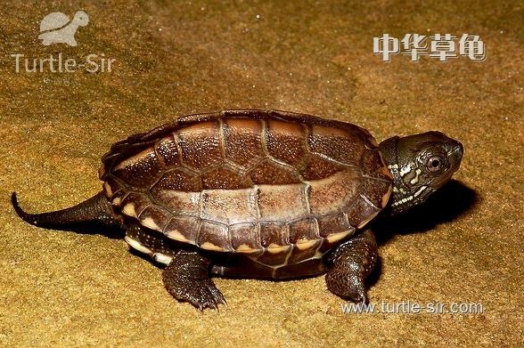 乌龟冬眠后怎么开食,浅水冬眠乌龟什么时候喂食