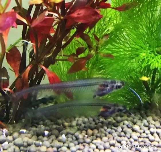 这条晶莹剔透的玻璃鱼，把自己活成了精致的艺术品