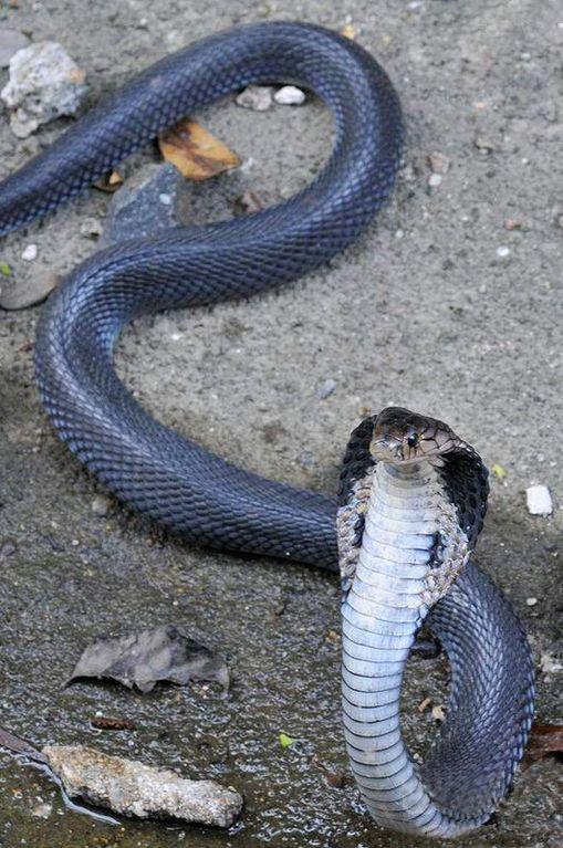 东北有毒蛇么,有毒的蛇图片有哪些