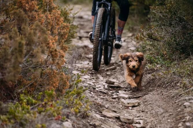十款性价比高的入门级山地车,入门级的山地车哪款好