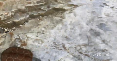 野生中华草龟捡到判几年,2只被放生中华草龟被救