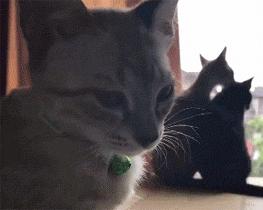 猫：这辈子亲过最狠的嘴…都看见嗓子眼儿了