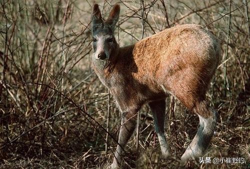 钓鱼用真正的麝香,麝香如何用来钓鱼
