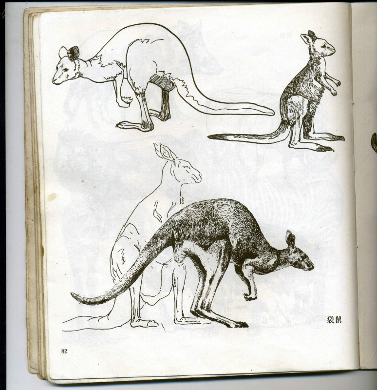 一百幅动物素描,近百幅动物画