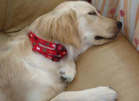 狗狗独自在家怎么解闷,狗狗自己在家怎么办