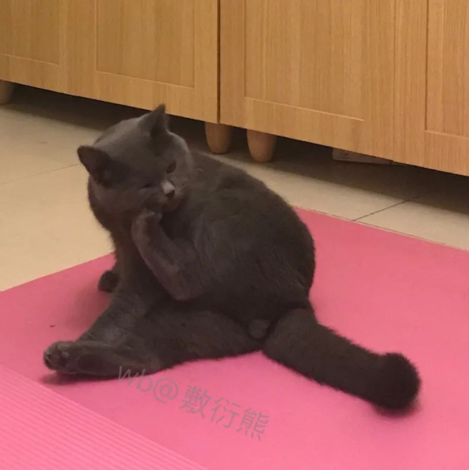 猫是只好猫,可被网友恶整后…哈哈哈没脸见人了