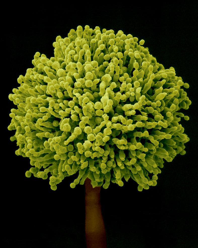 火腿发霉为什么还卖,火腿外面发霉里面为什么可以吃