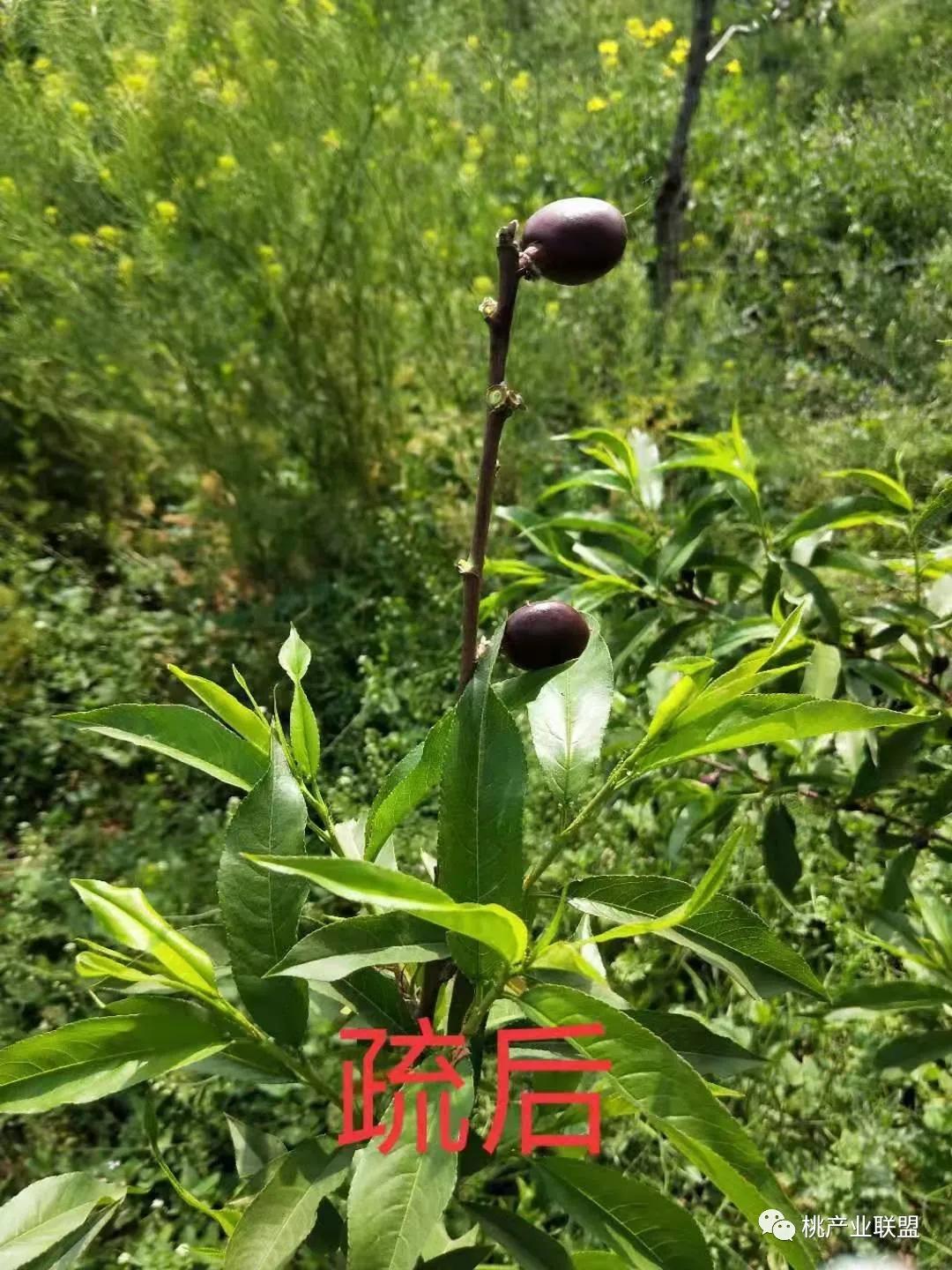 桃奴！桃奴！坚决不能留