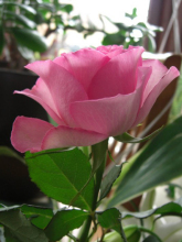 玫瑰花简介视频,玫瑰花简介外表