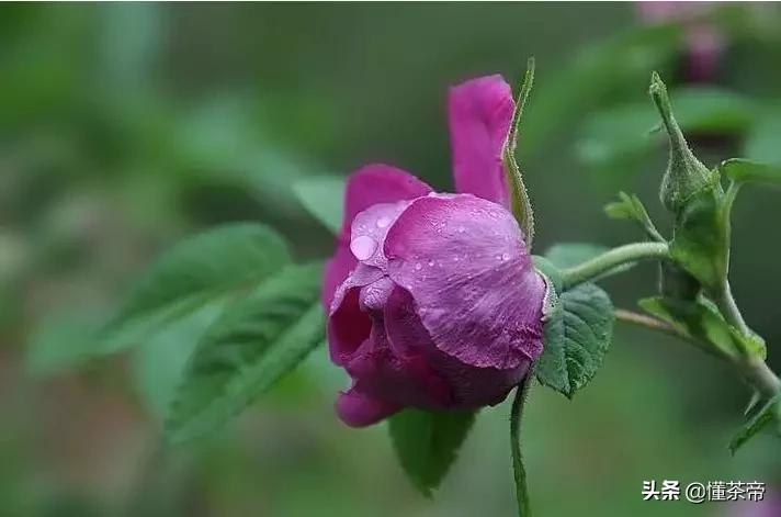被硫磺熏过的玫瑰花泡水的颜色,一招鉴别硫磺熏过的玫瑰