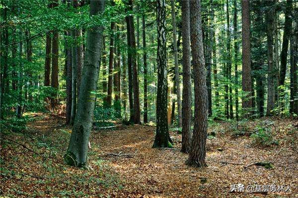 园林专业术语一览表,园林绿化专业术语大全