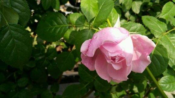 藤本月季自由精神,藤本月季自由精神和欢迎的区别