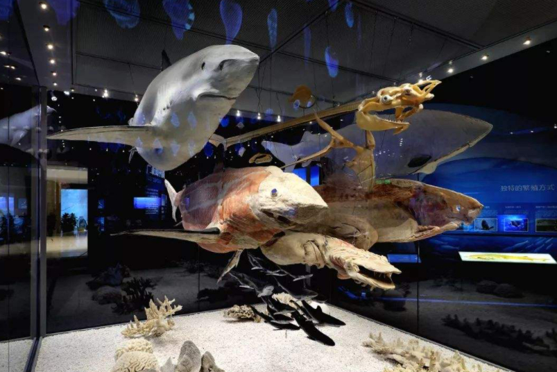 继天塔后，天津又走红一地标，被称为“海洋上的故宫”，门票0元