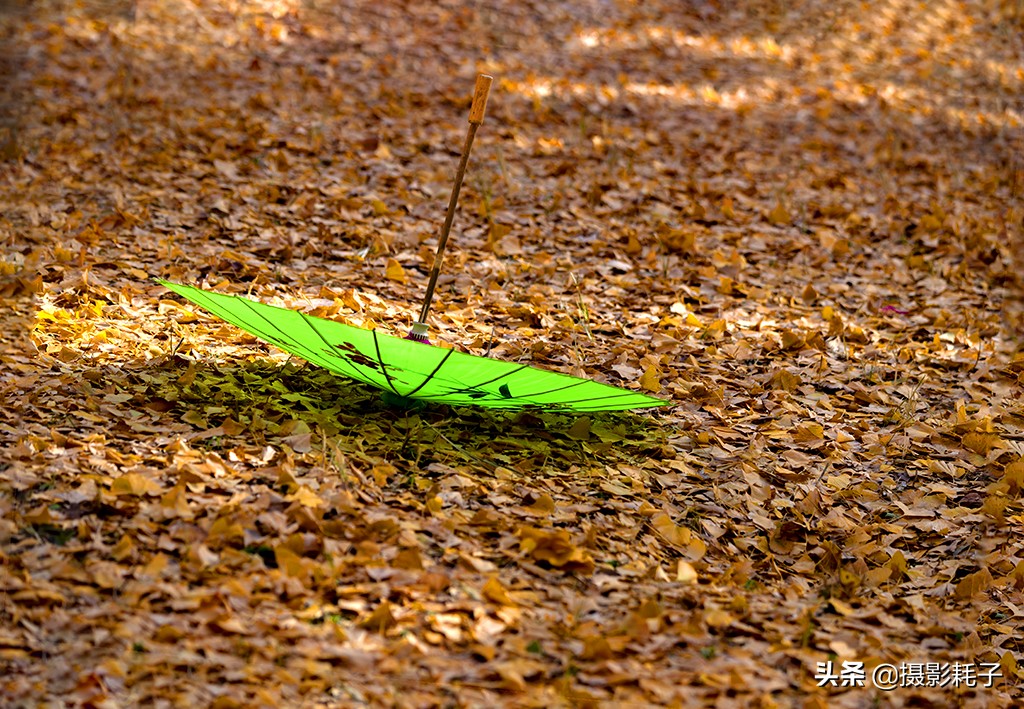 北京看银杏树林最好的地方,丰台区银杏林地址