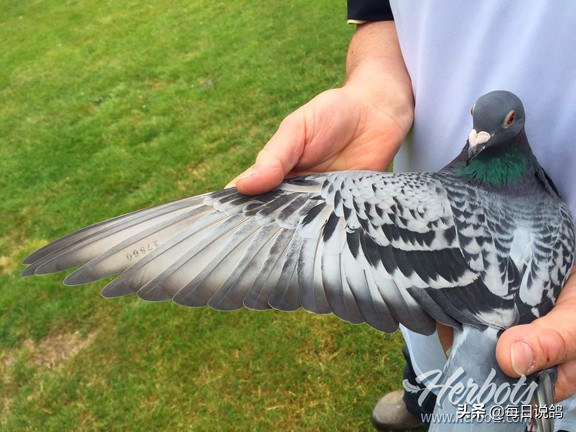 96年巴塞罗那比赛录像,2011年巴塞罗那五冠王