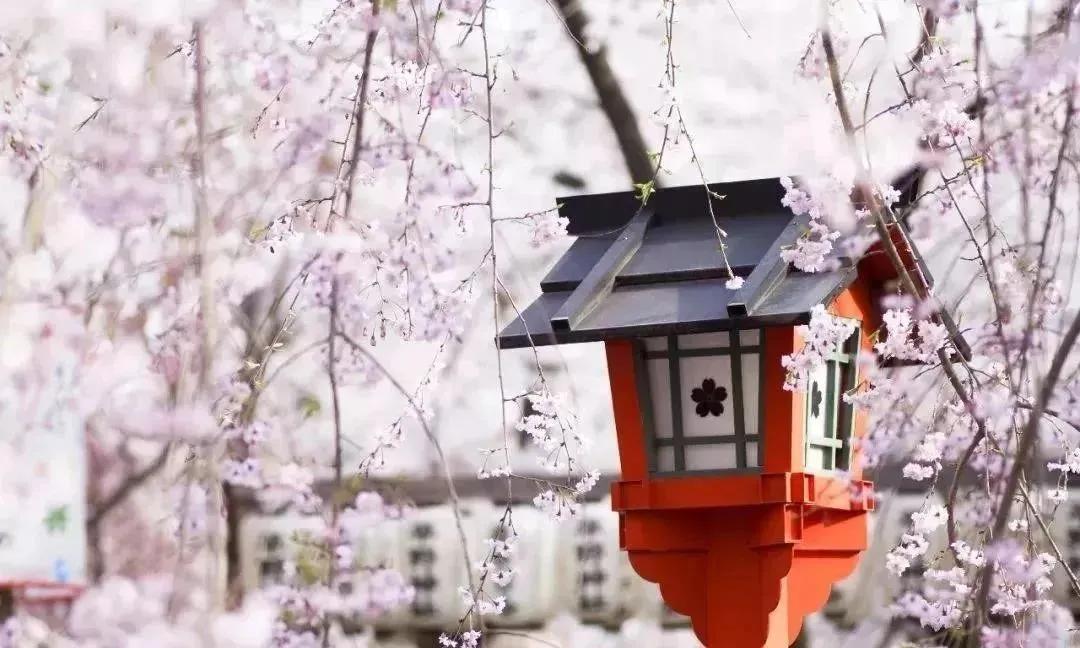 樱花前线2022年,2022第一场樱花