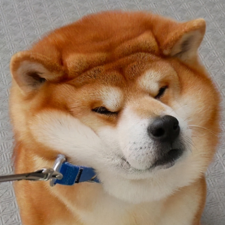 闲鱼上面几百块钱柴犬,闲鱼1元领养猫套路