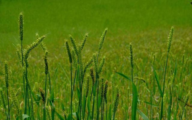 80骞翠唬灏忓鎸栨爲鏍瑰崠,鍐滄潙灏忔椂鍊欏紕閲庤崏鍗栭挶