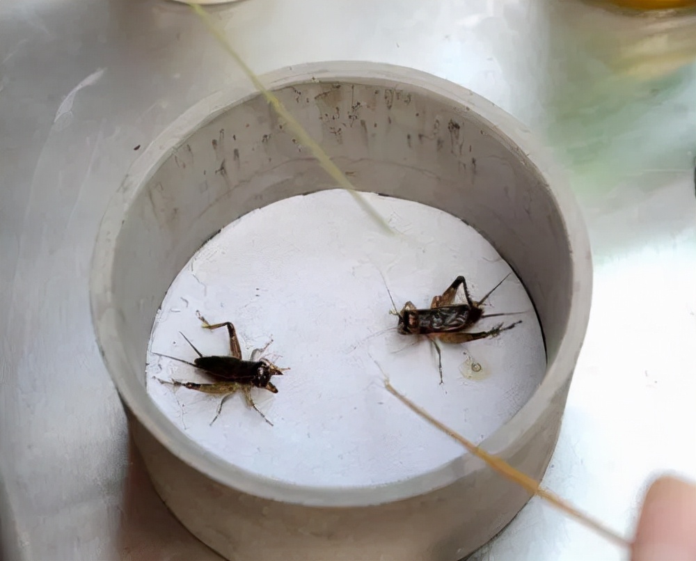 乡土散文草鞋,乡土田野散文大全