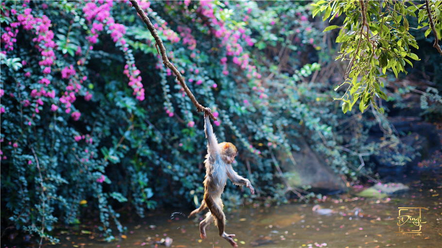 海南猴岛旅游自由行攻略,海南猴岛和呆呆岛攻略