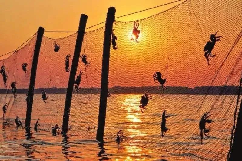 阳澄湖牌大闸蟹|“阳澄湖”商标官方持有者的底气