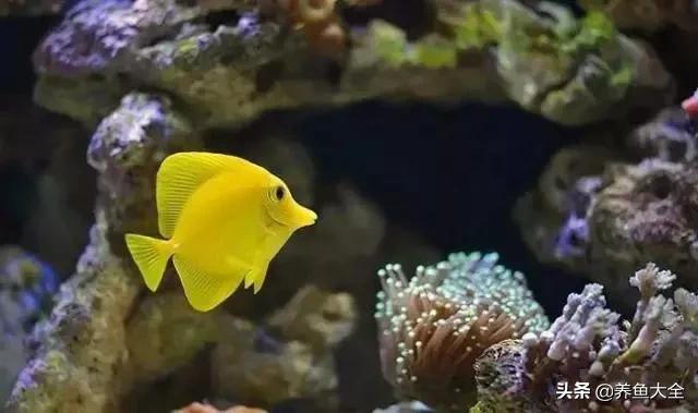 养鱼的硝化系统,养鱼必备硝化菌