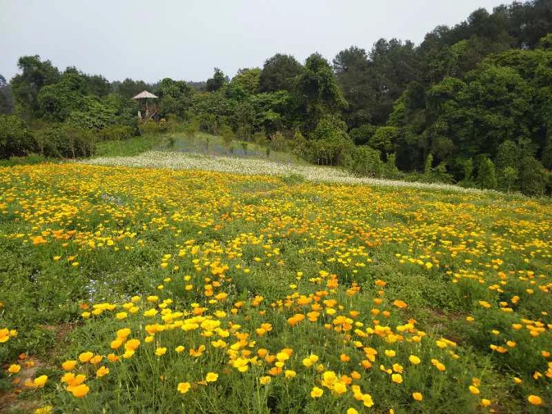 五一花海门票特惠团购,五一花海门票免费送