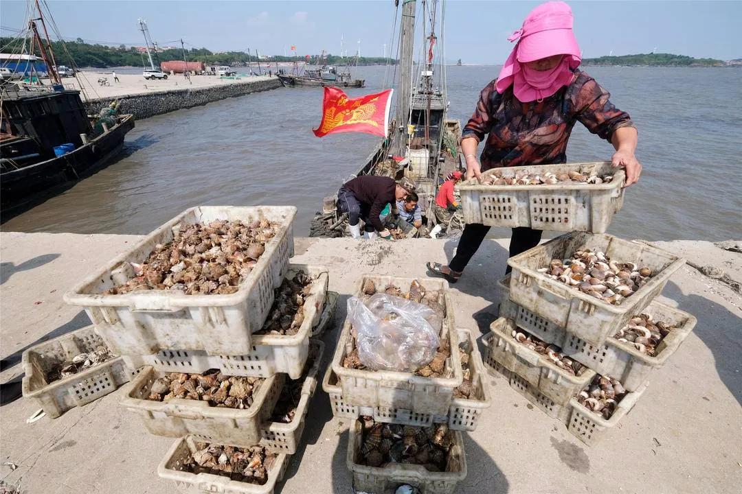 东港海鲜鱼仔店,东港海鲜批发市场