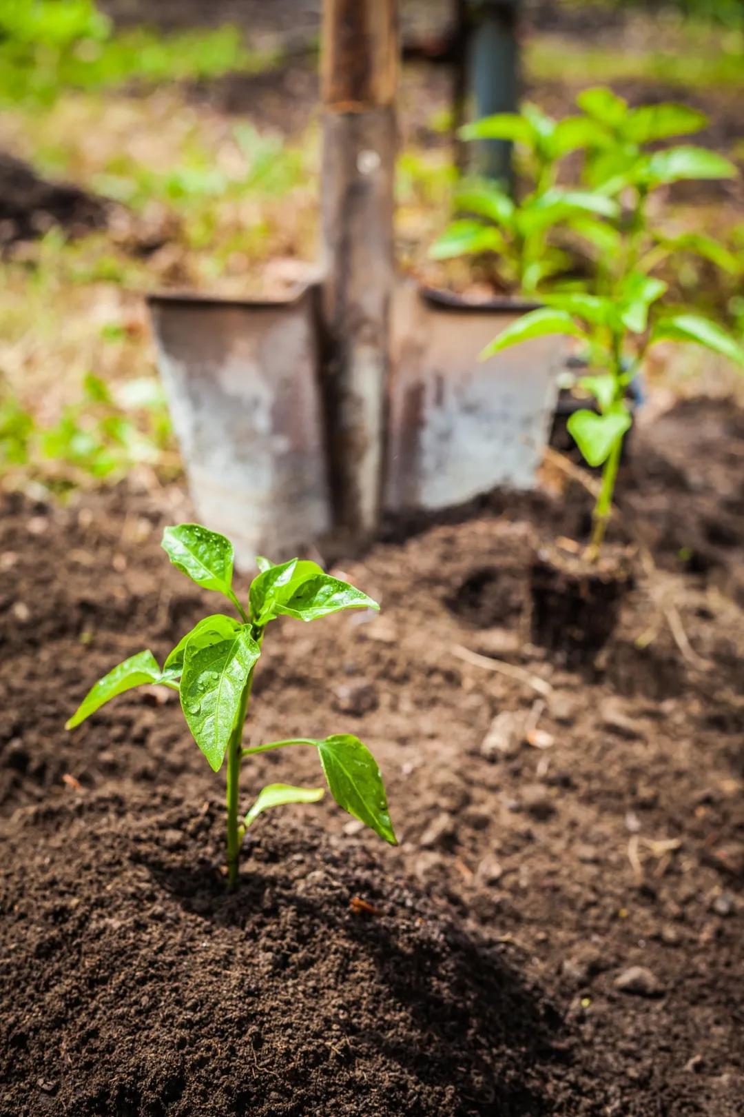 今日清明的表情,今日清明共寄哀思