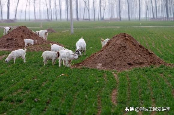 坟墓冢陵有什么区别,坟墓冢陵的区别