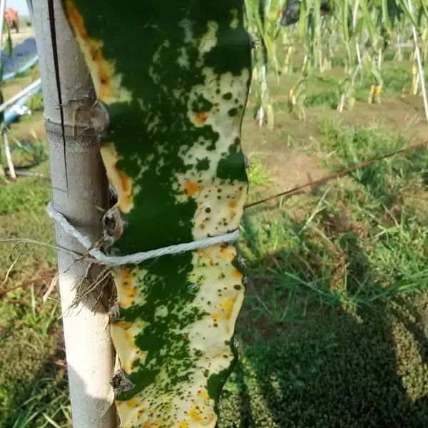 火龙果解药有效果吗,火龙果受伤后愈合的全过程