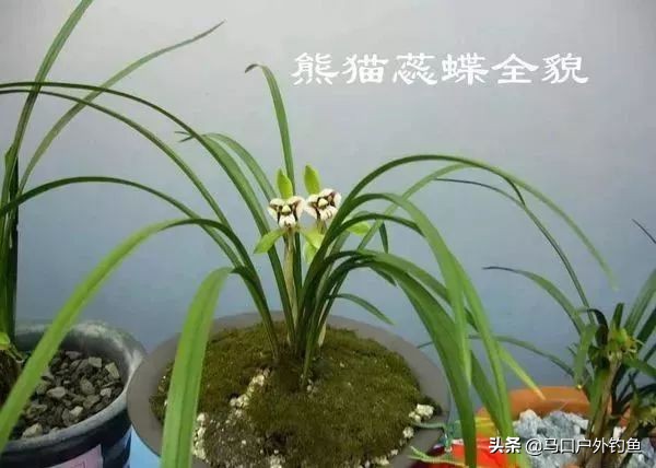 蝴蝶兰花是名贵的吗,中国兰花的鉴赏标准