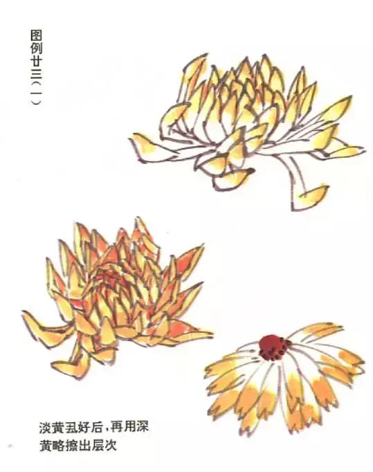 菊花国画入门简单教程,国画菊花画法技法教程