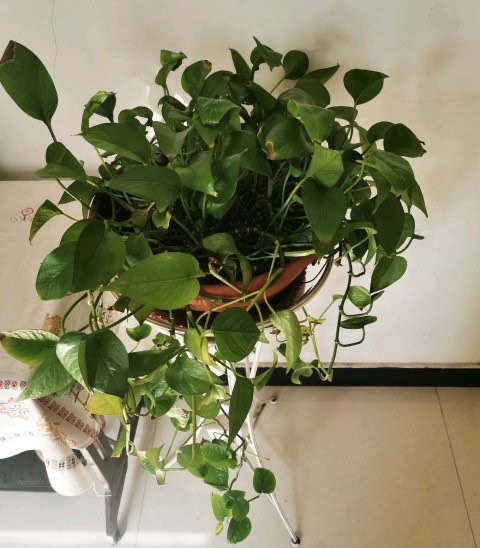 绿萝根部冻伤了怎么补救,绿萝冻伤叶子全部剪掉