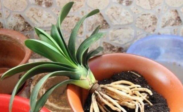 家家都有的“废料”，掰碎垫“盆底”，保温又透水，10年不烂根