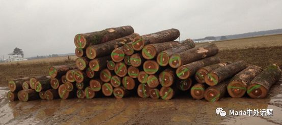 美国硬木干货价格,北美硬木排行