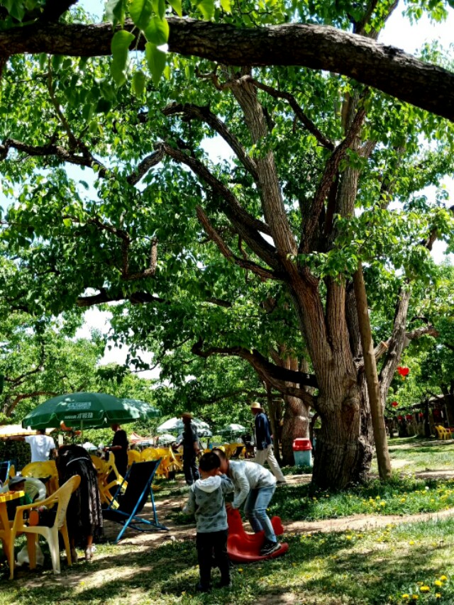 鼎尊国际什川颐养中心,甘肃什川鼎尊颐养中心