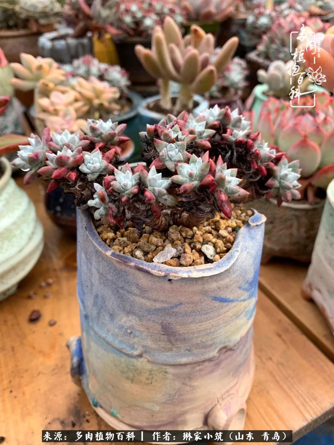 多肉冬季搬进屋里前需要浇水么,多肉过冬