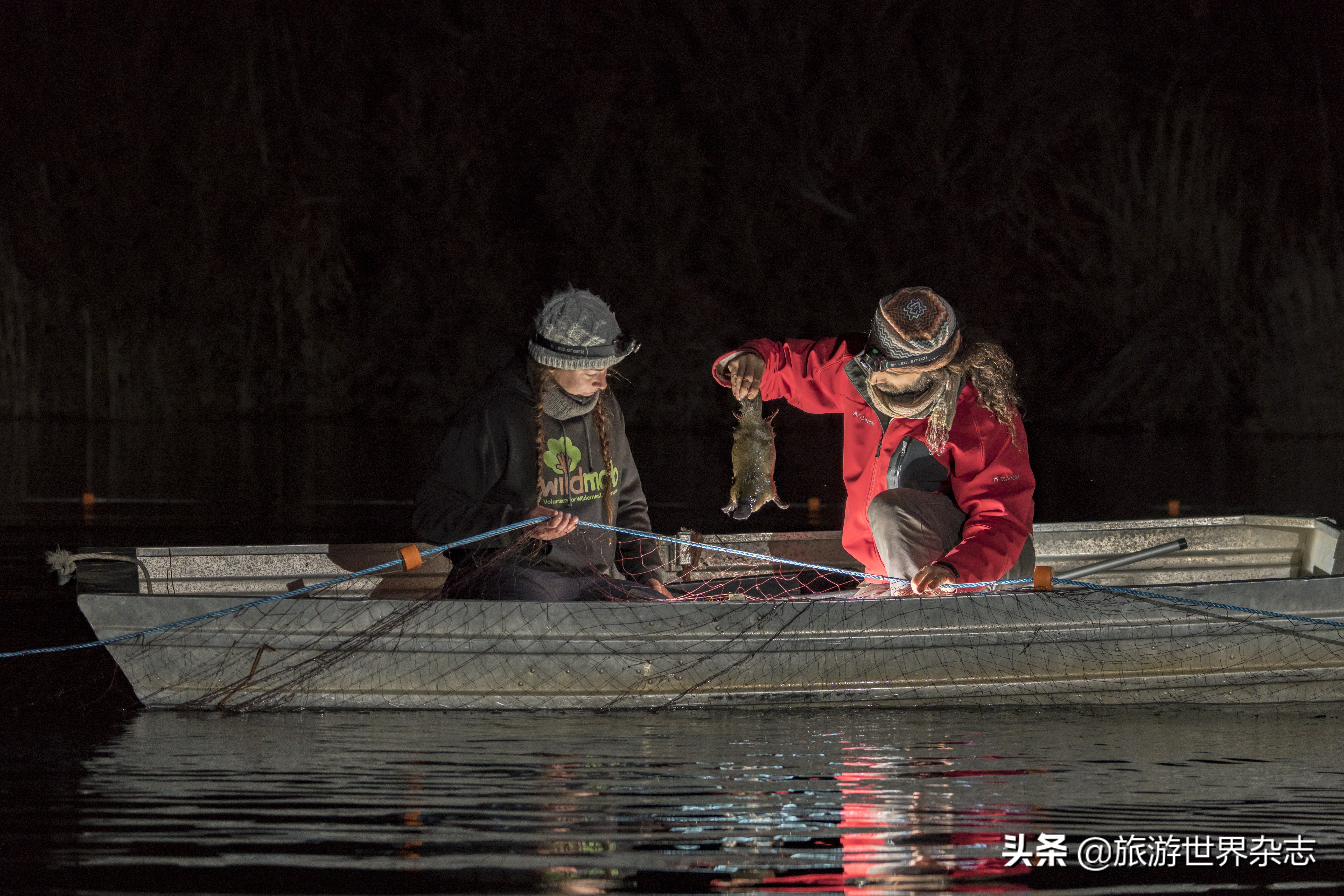 抢救大型野生动物,救助受伤化脓的大野生动物