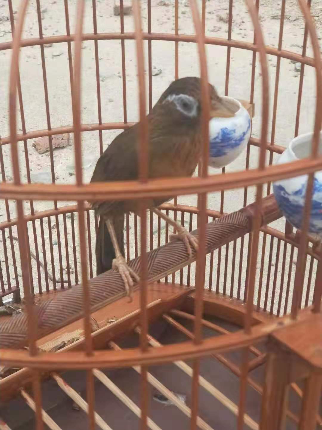 笼养鸟怎么清理鸟笼,笼养鸟长了螨虫怎么治疗