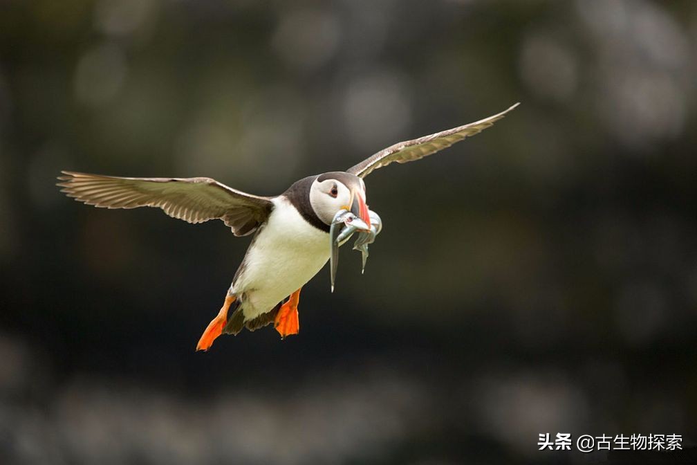 科学家发现恐龙的线索,翼龙会吃什么