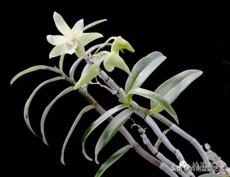 铁皮石斛花的种植,药材铁皮石斛的种植方法