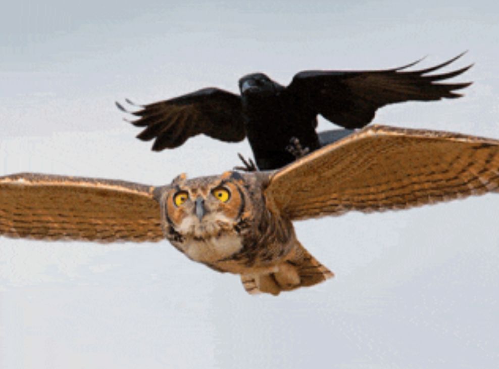 朋友圈九宫格喜感视频,开心到模糊的搞笑动图