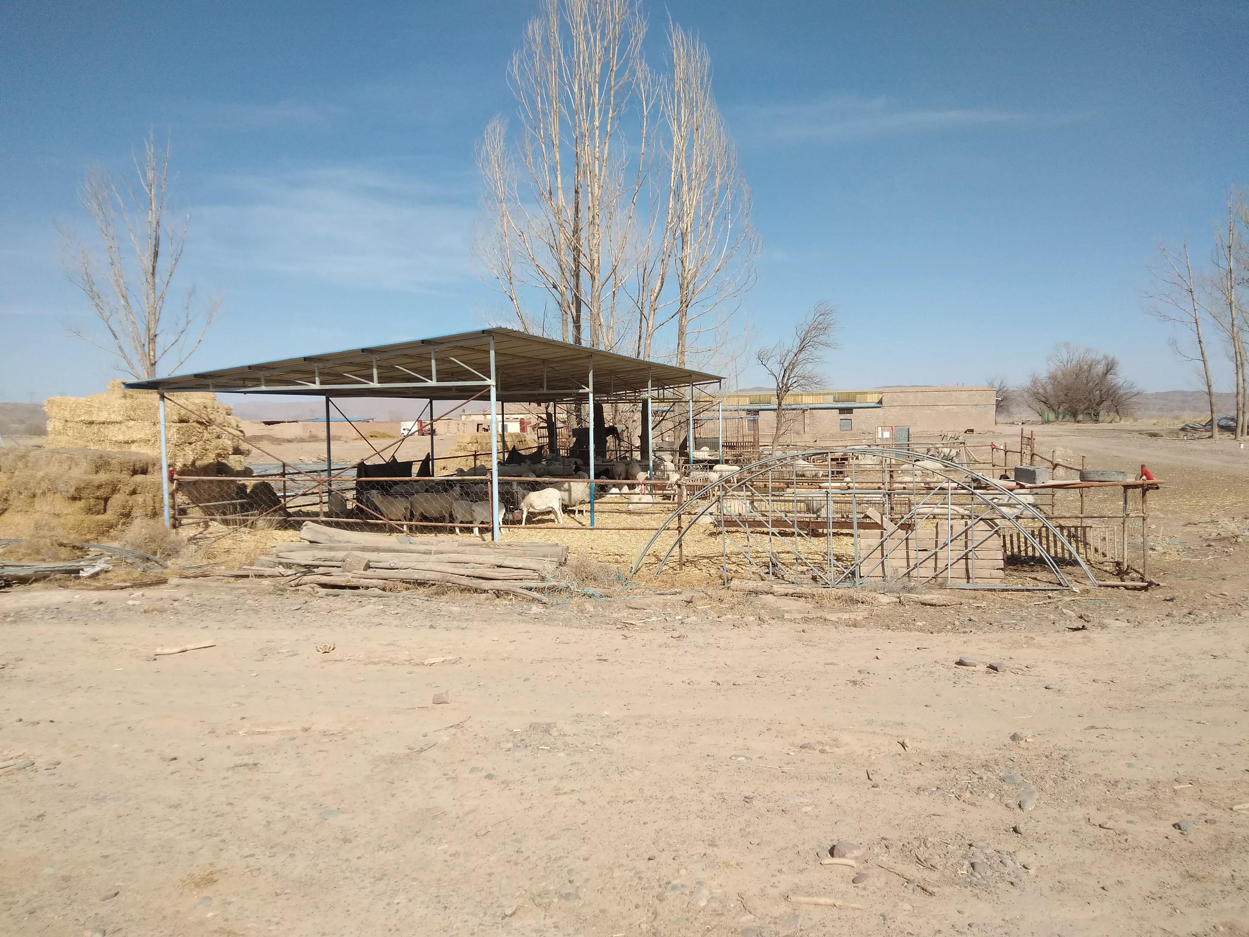 羊价回落,羊价何时会回落