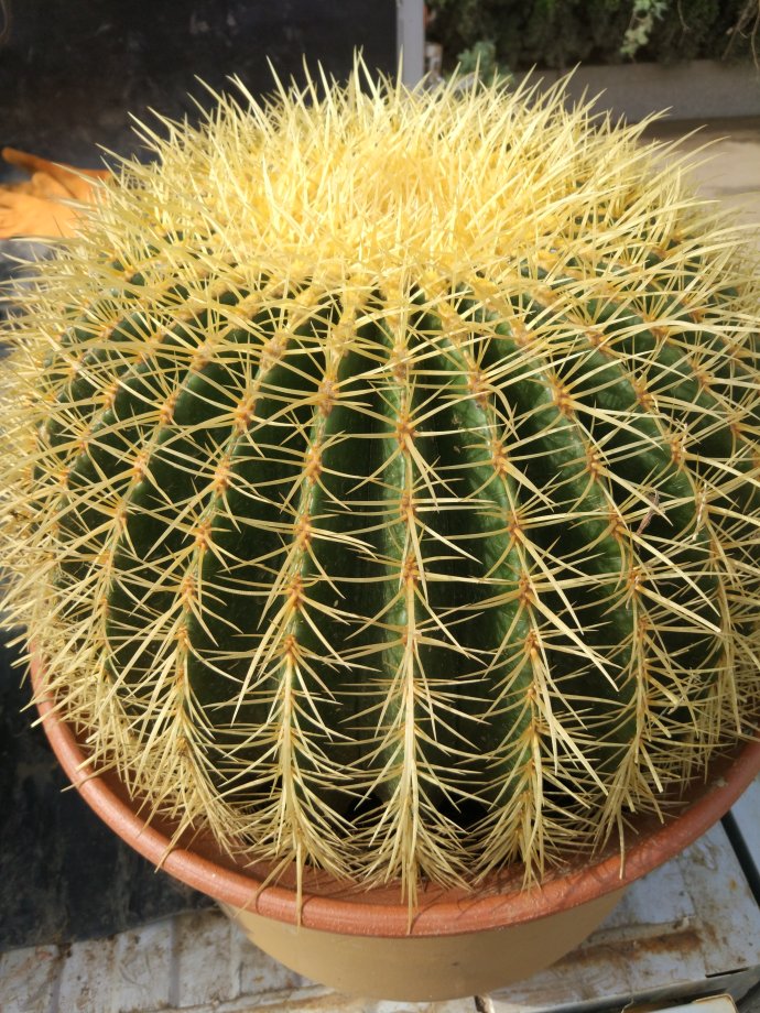 一年四季不死的十种花水养,浇水过多死的植物