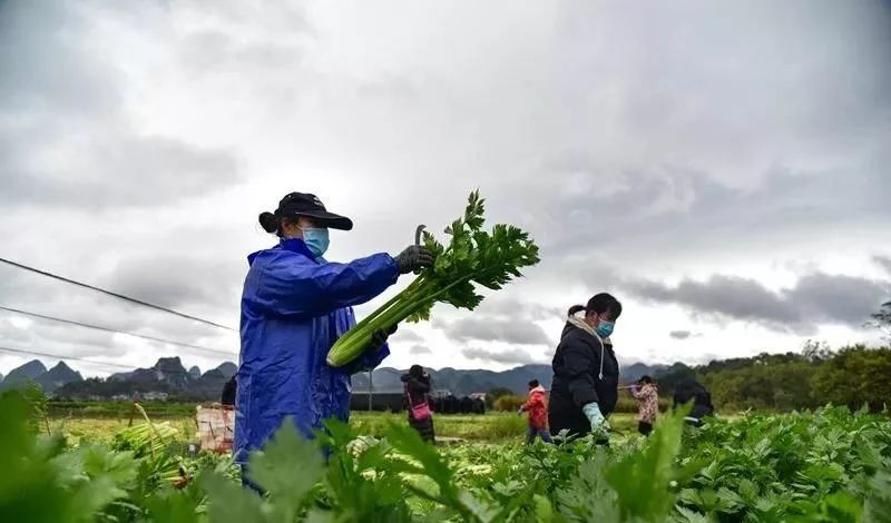 沙漠蝗灾防控措施,国家允许养殖蝗虫吗