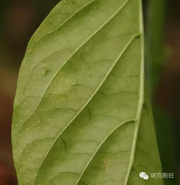 白芨病害及防治,白粉病发病规律防治措施