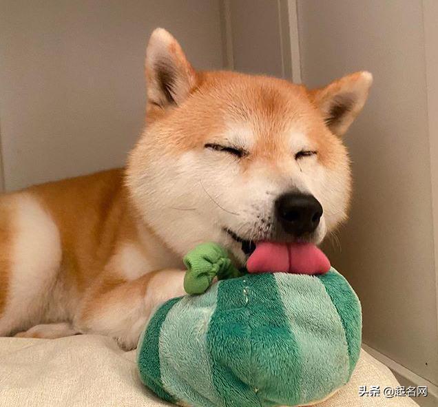 很多可爱狗狗,汪汪队6只可爱的狗狗