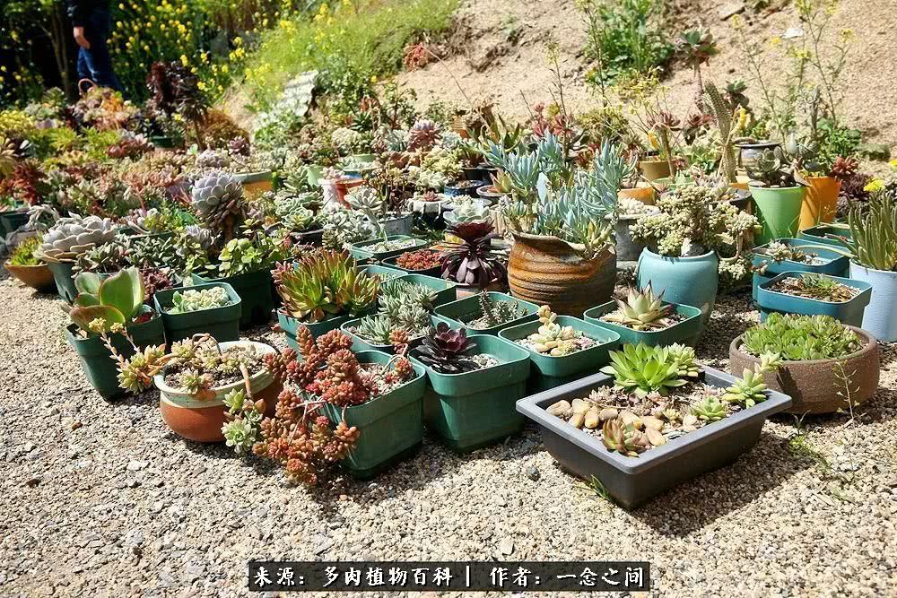 多肉牛群里的“七福神”（下）：男神篇！