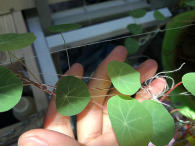 适合养乌龟的绿植,养乌龟绿植推荐